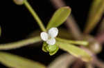 Stiff marsh bedstraw